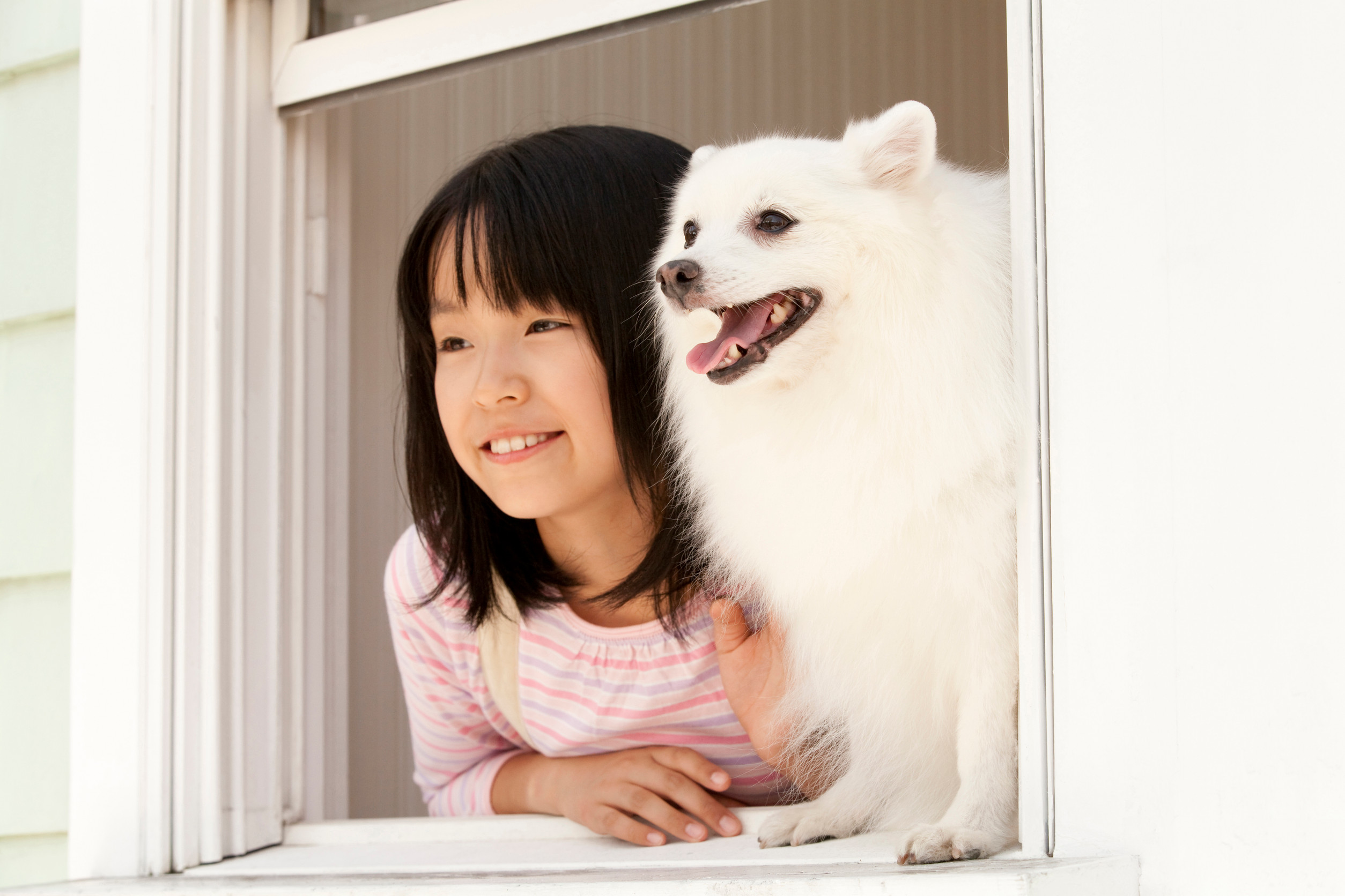 流浪動物救護與安置行動照片
